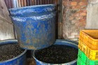 Đáng sợ hàng tấn ốc đựng thùng phi, ngâm hoá chất công nghiệp