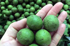Sấu non đầu mùa 40 ngàn đồng/kg, rẻ bằng nửa năm ngoái