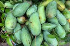 Tin buồn đầu mùa: Xoài Việt dội chợ, giá rẻ hơn rau