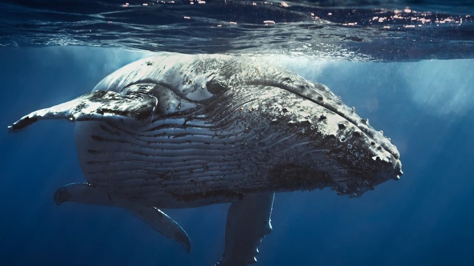 Số lượng địa chỉ nắm giữ trên 1,000 BTC giảm đáng kể